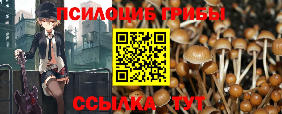 Псилоцибиновые грибы Psilocybe Медногорск